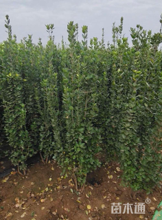 高度150厘米北海道黄杨