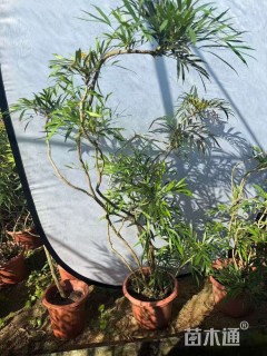 高度120厘米十大功劳