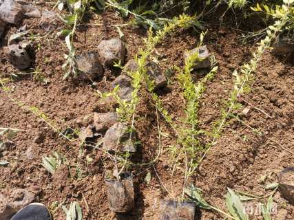 高度50厘米金叶水蜡