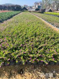 高度20厘米满天星