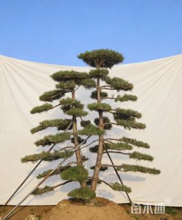 精品对植造型黑松
