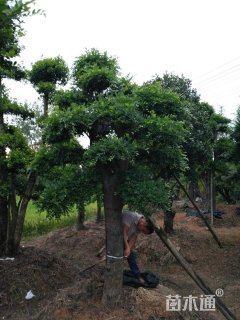 18公分造型榆树