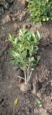 高度40厘米海桐小苗