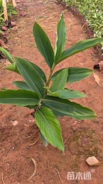 高度30厘米花叶良姜