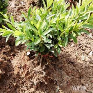 高度35厘米春鹃小苗