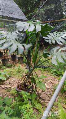 120厘米龟背竹
