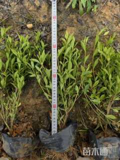 高度25厘米中叶栀子