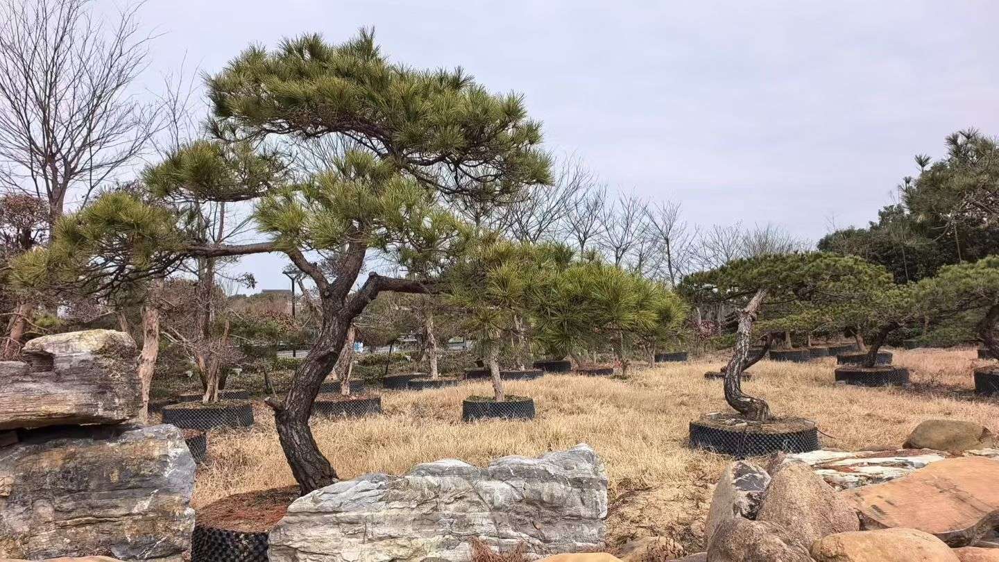 15公分赤松