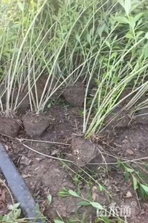 高度50厘米铺地柏