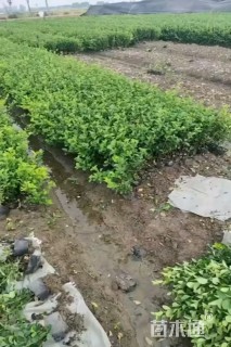 高度50厘米卫矛