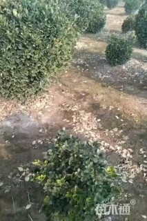 冠幅120厘米冬青球