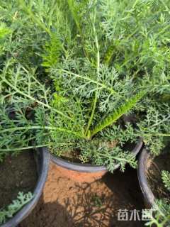 高度20厘米蓍草