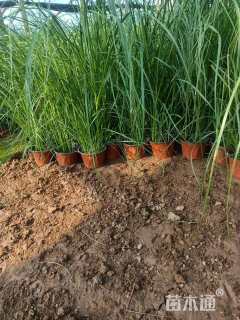 高度20厘米矮蒲苇