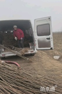 1公分刺槐