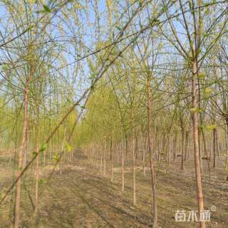 9公分西湖垂柳