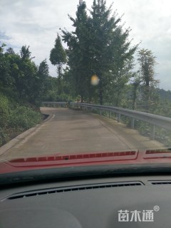 25公分银杏