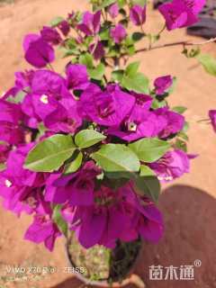 高度40厘米三角梅