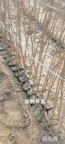 高度120厘米栾树小苗
