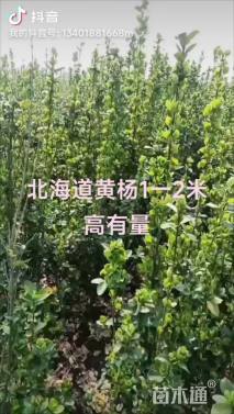 高度121厘米北海道黄杨