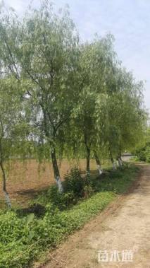 20公分柳树