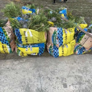 高度35厘米十大功劳