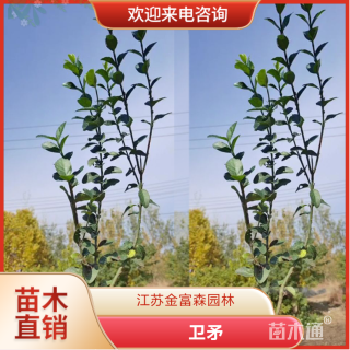 高度50厘米卫矛