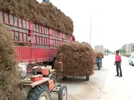 高度50厘米紫穗槐