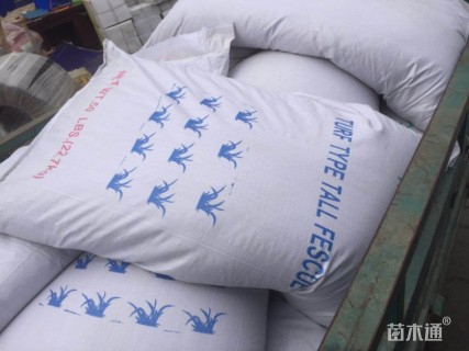 高羊茅