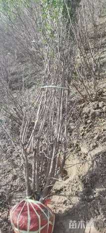 高度250厘米丛生花石榴
