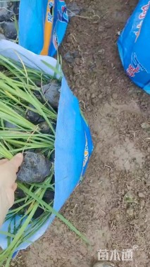 高度22厘米紫娇花