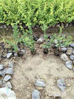 高度35厘米龟甲冬青