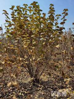 高度300厘米大叶紫丁香