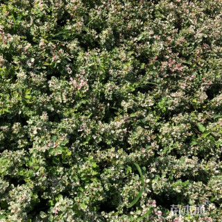 高度20厘米白雪木