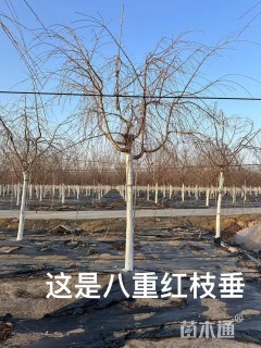 10公分垂枝樱花