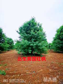 高度500厘米丛生美国红枫