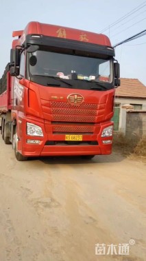 高度30厘米木春菊