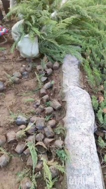 高度50厘米沙地柏