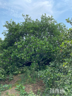 高度4厘米丛生胡柚