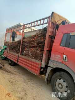 高度100厘米阳丰甜柿