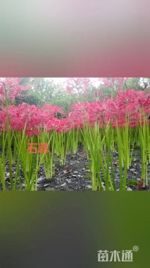 高度30厘米石蒜