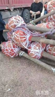 12公分金叶复叶槭