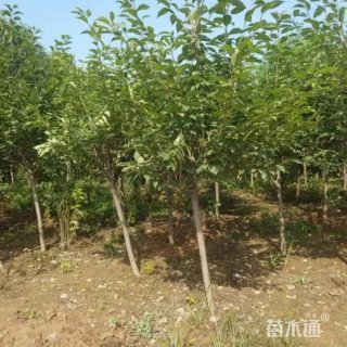 15公分日本早樱