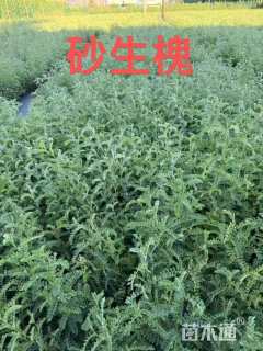 高度30.厘米砂生槐