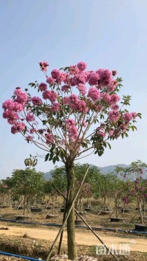 10公分紫花风铃木