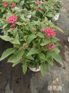 高度15厘米五星花