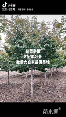 10公分樱花
