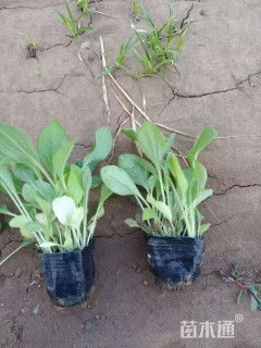 高度15厘米黑心菊