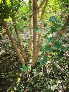 高度400厘米丛生元宝枫