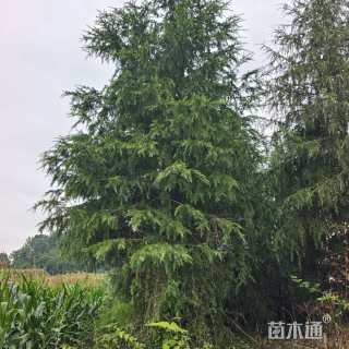 高度700厘米雪松