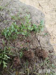 高度30厘米杜鹃